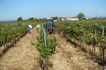 des vendangeurs