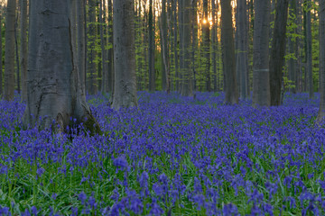 Obraz premium Sonnenuntergang im Hallerbos, Belgien