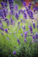 Obraz premium Lavender flowers on the field 