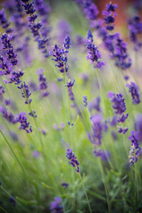 Naklejka premium Lavender flowers on the field 