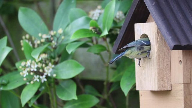 Blue Tit Male on nest box then flying away