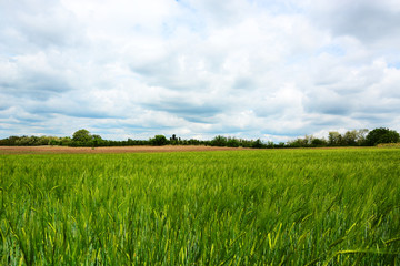 Fototapeta premium green wheat field and blue sky