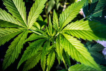 Marijuana cannabis plant (hemp) in closeup
