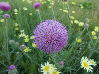  Leaves and flowers. Natural background for your design.