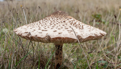 A Mushroom Stands Tall and Proud