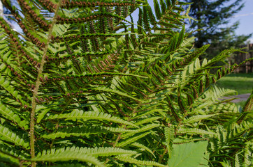 fern with seeds close up