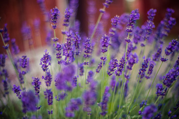 Lavender flowers on the field 