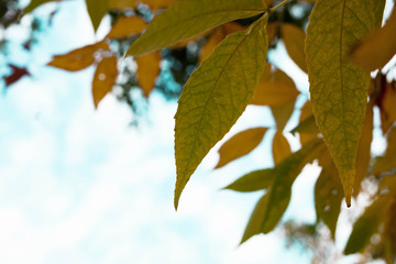 Closeup of autumn leaves against blue sky blurred
