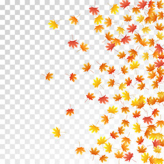 Maple leaves vector illustration, autumn foliage on transparent background.