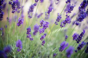 Lavender flowers on the field 