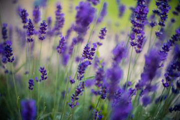 Obraz premium Lavender flowers on the field 