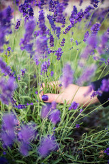 Hand with purple nails holding lavender in the field