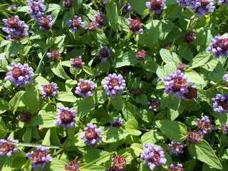  Leaves and flowers. Natural background for your design.