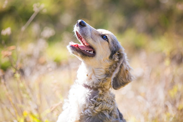 Happy adopted dog on a field
