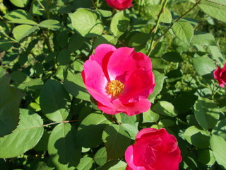  Leaves and flowers. Natural background for your design.