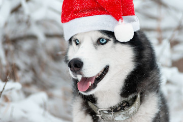 Dog portrait in a red Santa's hat. Black and white Siberian husky with blue eyes outdoors in winter. Merry Christmas and Happy New Year. © Sergey Bogdanov