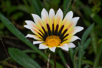 Fototapeta premium yellow flower