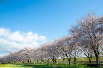 Obraz premium 桜並木