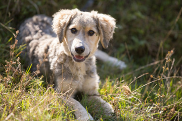 Happy adopted dog on a field