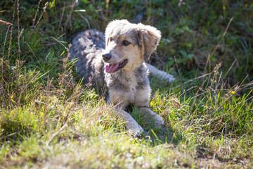 Happy adopted dog on a field