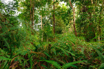 Naklejka na ściany i meble scenery of jungle in Phang nga,Thailand
