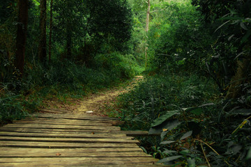 Obraz premium wooden bridge that leads to the entrance to the rainforest,Koh Yao Yai,Pjhang Nga,Thailand
