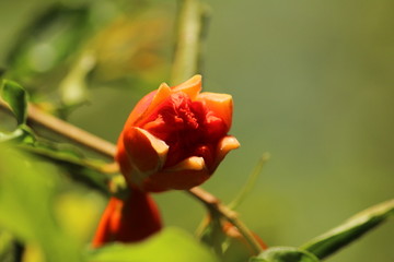 Fototapeta premium closeup shot of pomegranate flower or buds with green leaves on the pomegranate tree