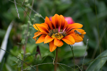bee and flower in garden