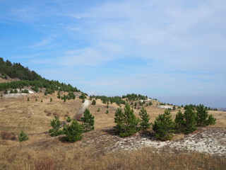 Fototapeta na wymiar pine forest on the hills in the steppe on a clear Sunny autumn day.