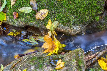 Autumn leaves by a stream of flowing water