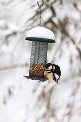 Bird feeders in the winter with a woodpecker eats nuts