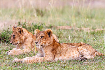 Lion cubs lying on the grass in the African savanna
