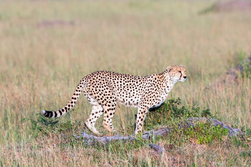 Cheetahs on the grass savannah standing and watching