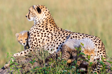 Cheetah family on a hill with playing cubs