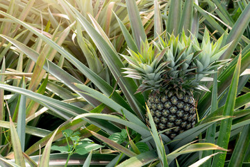 Obraz premium Agricultural occupation Pineapple Fruit on tree in plantation at Thailand. Miraculously sprouted on the head of the fruit.