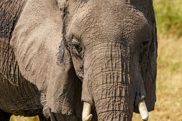 Old Elephant in Africa