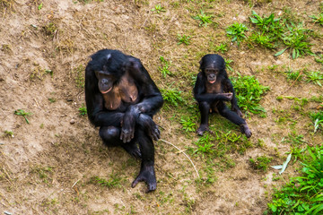bonobo mother sitting together with her infant in the grass, Human ape baby, pygmy chimpanzees,...