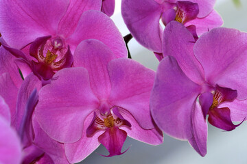 Fototapeta na wymiar The phalaenopsis, or butterfly orchid, is a popular houseplant