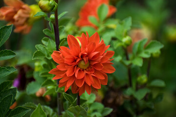 red flower in garden