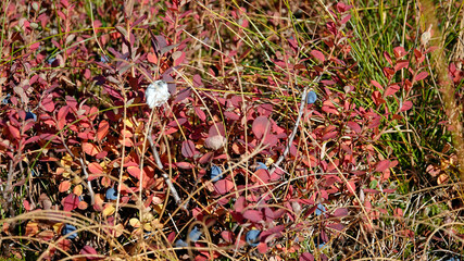 Naklejka premium beautiful autumn colors of the leaves from the blueberries