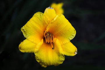 Fototapeta na wymiar A Bright Yellow Lilioasphodelus Daylily