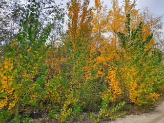 Fototapeta premium Landscape photography of autumn bushes closeup with yellow and green leaves on a cloudy day