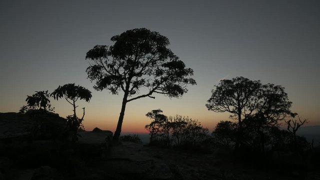 Trees Silhouettes at Sunrise in Brazil