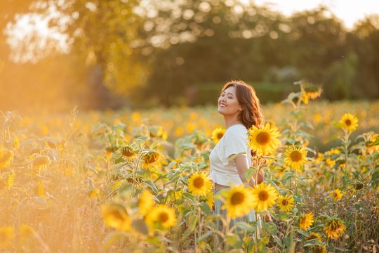 Young Asian woman with curly hair in a field of sunflowers at sunset. Portrait of a young beautiful asian woman in the sun.