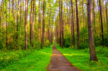 The road in the forest. The path passes among pines and firs.