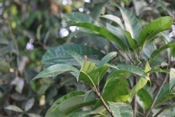 dragon fly 3