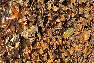Texture of dry maple leaves on stony ground