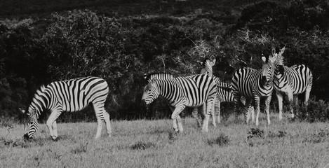 Fototapeta na wymiar zebra grazing