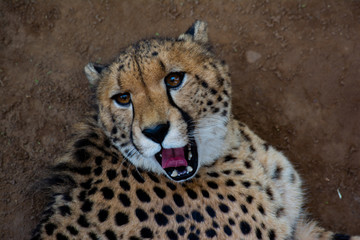 smiling cheetah