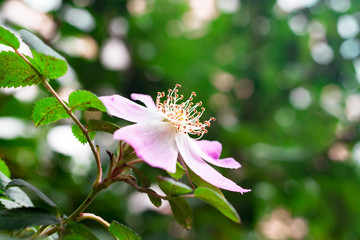 Beautiful pale pink rosehip flower on a blurred green natural background with sun rays